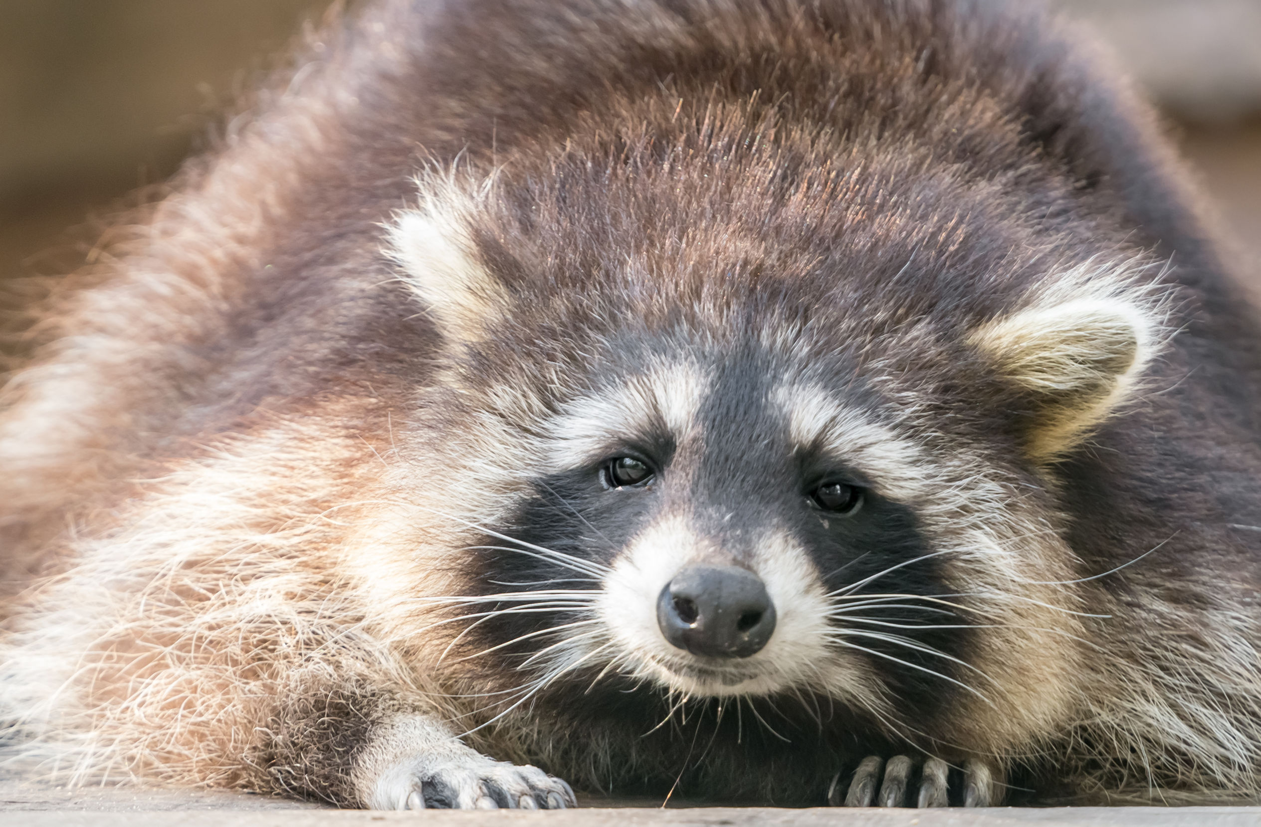 wmwildliferemoval.com